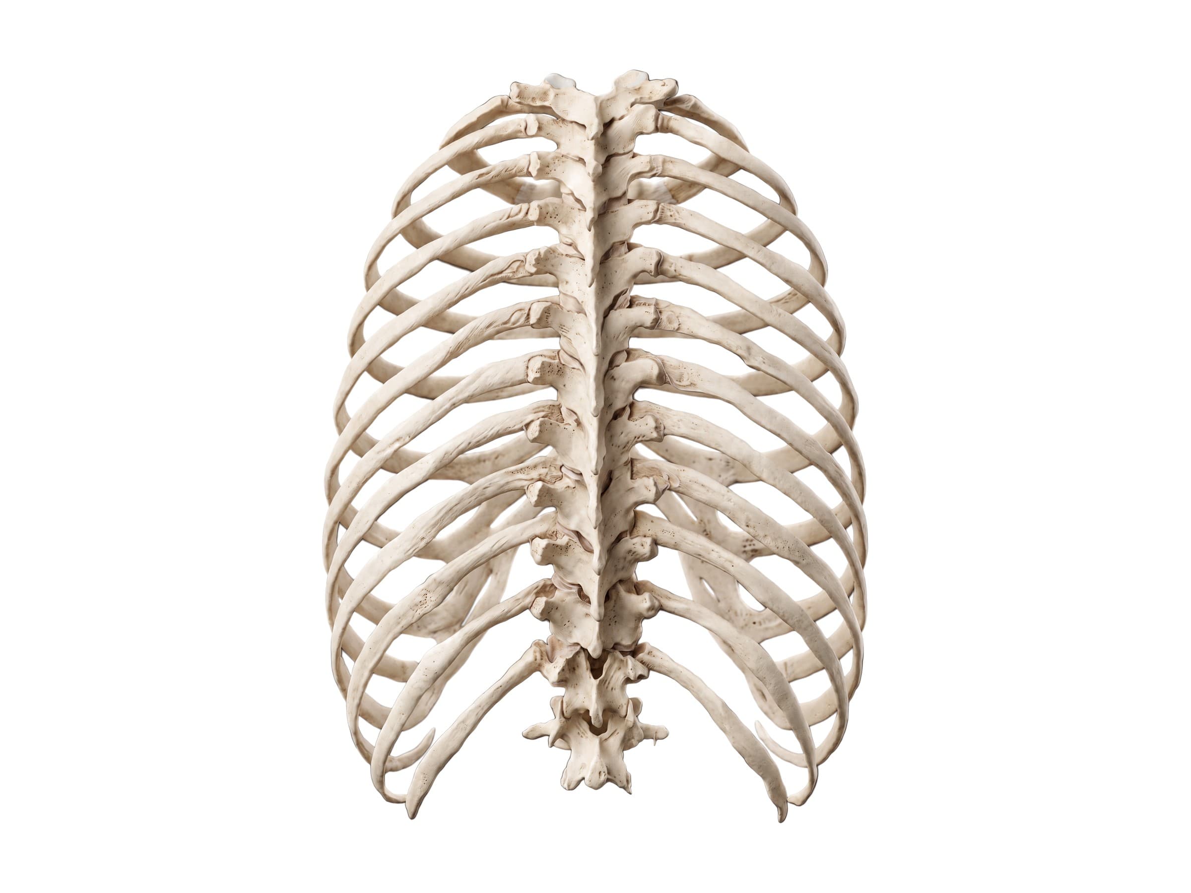 Thoracic spine anatomy (back view): T1 to T12 vertebrae with the ribs, twelfth rib and L1