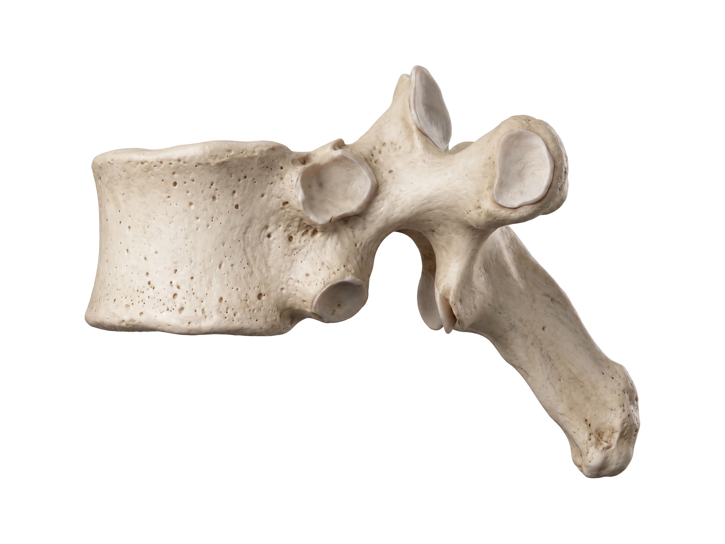 Thoracic vertebra (side view): costal facets for the rib head and tubercle, and the long spinous process