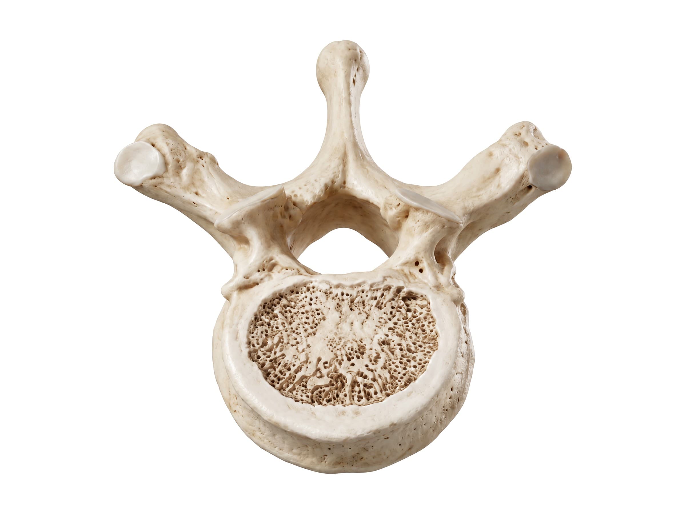 Thoracic vertebrae labeled (top view): body, pedicle, lamina, transverse process with rib facet