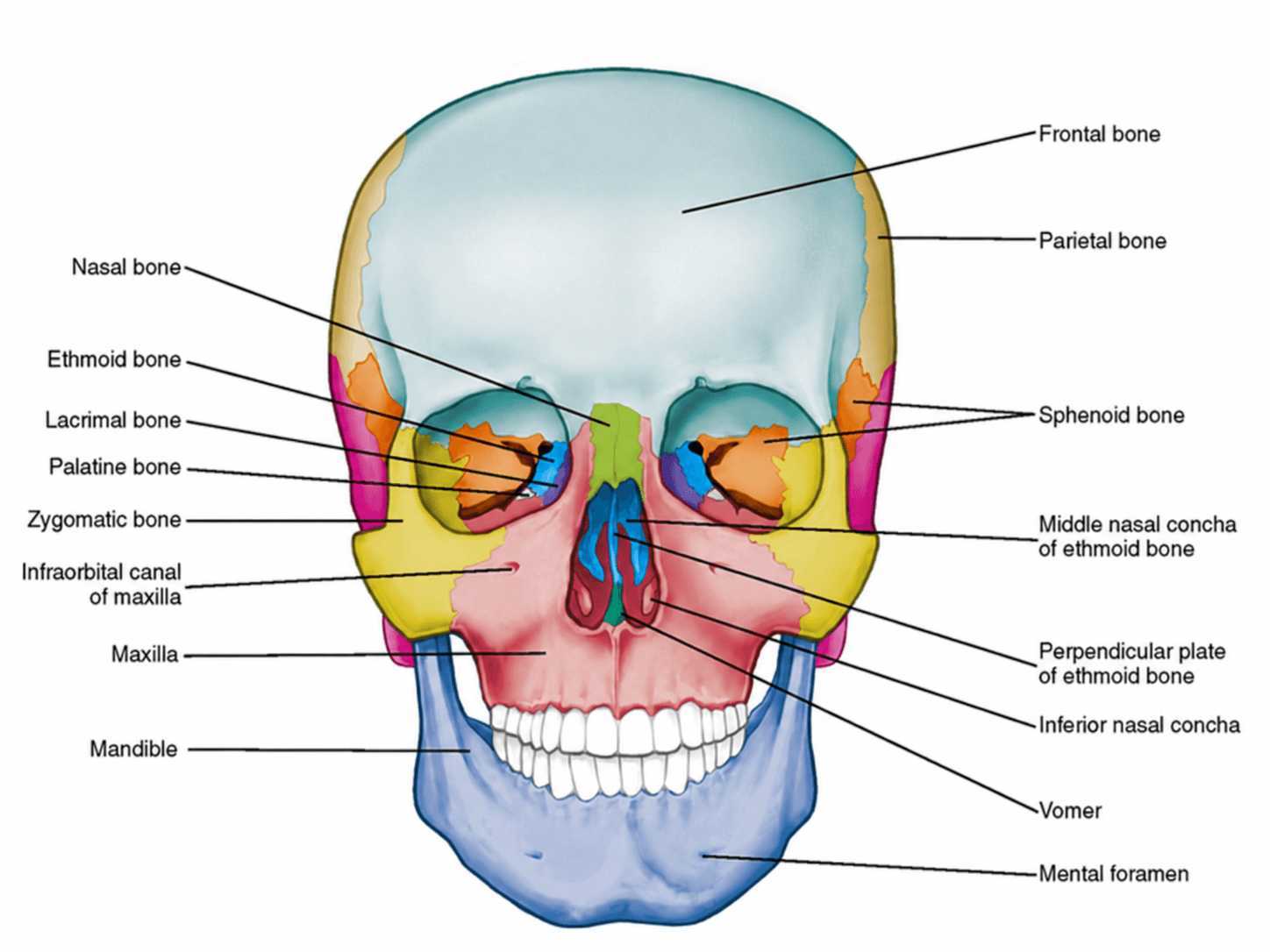 Anterior view of skull labelled, showing the frontal bone, parietal bone, nasal bone, zygomatic bone, maxilla, mandible, and other cranial bones