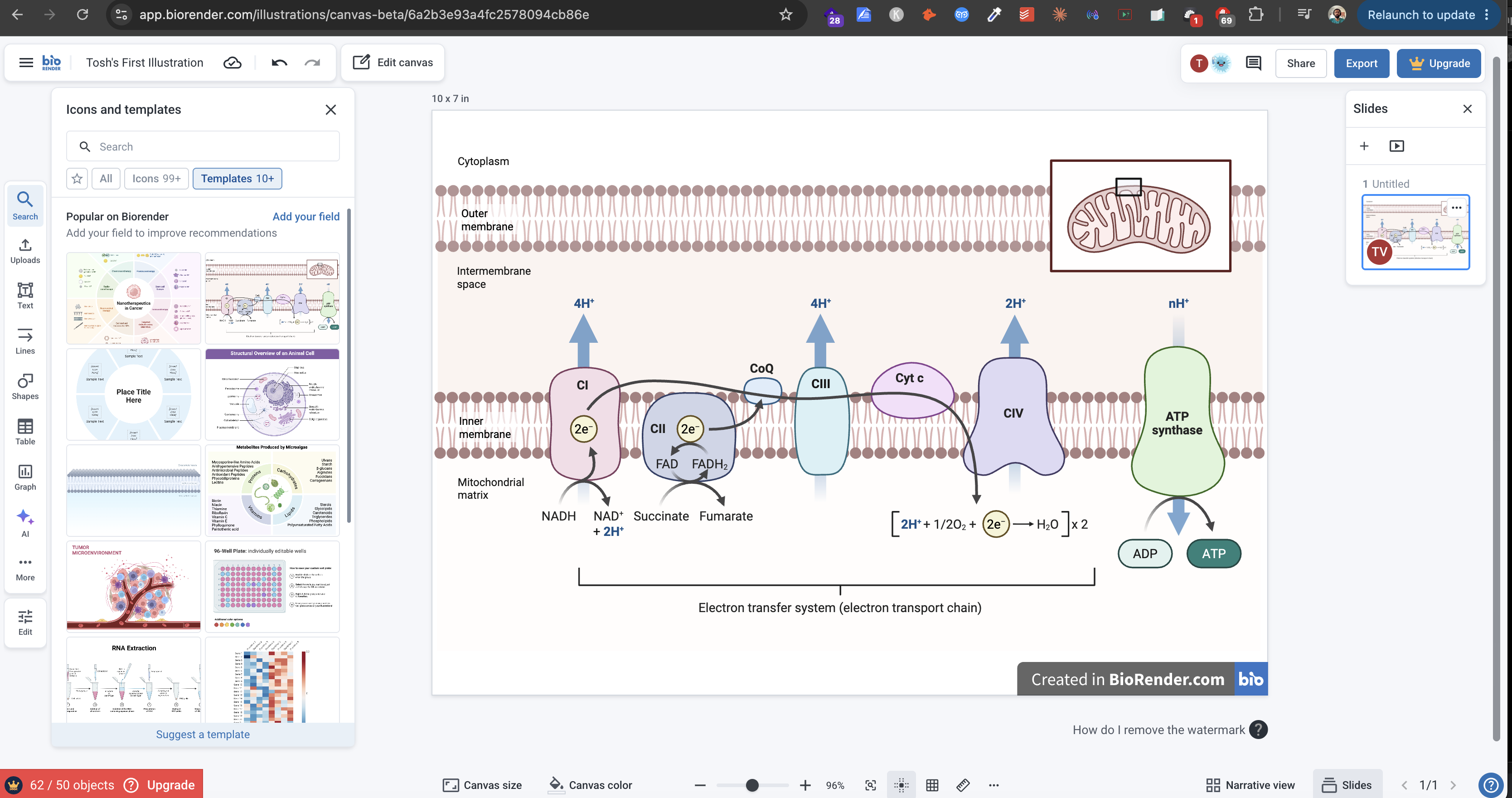 BioRender canvas interface showing drag-and-drop scientific illustration tools and icon library